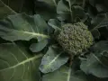 Zielony, świeży brokuł otoczony liśćmi. Czy można jeść surowego brokuła? Tak, jest pyszny i zdrowy!