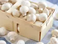 Świeże pieczarki w drewnianym koszyku. Czy można jeść surowe pieczarki? Tak, te są gotowe do spożycia!