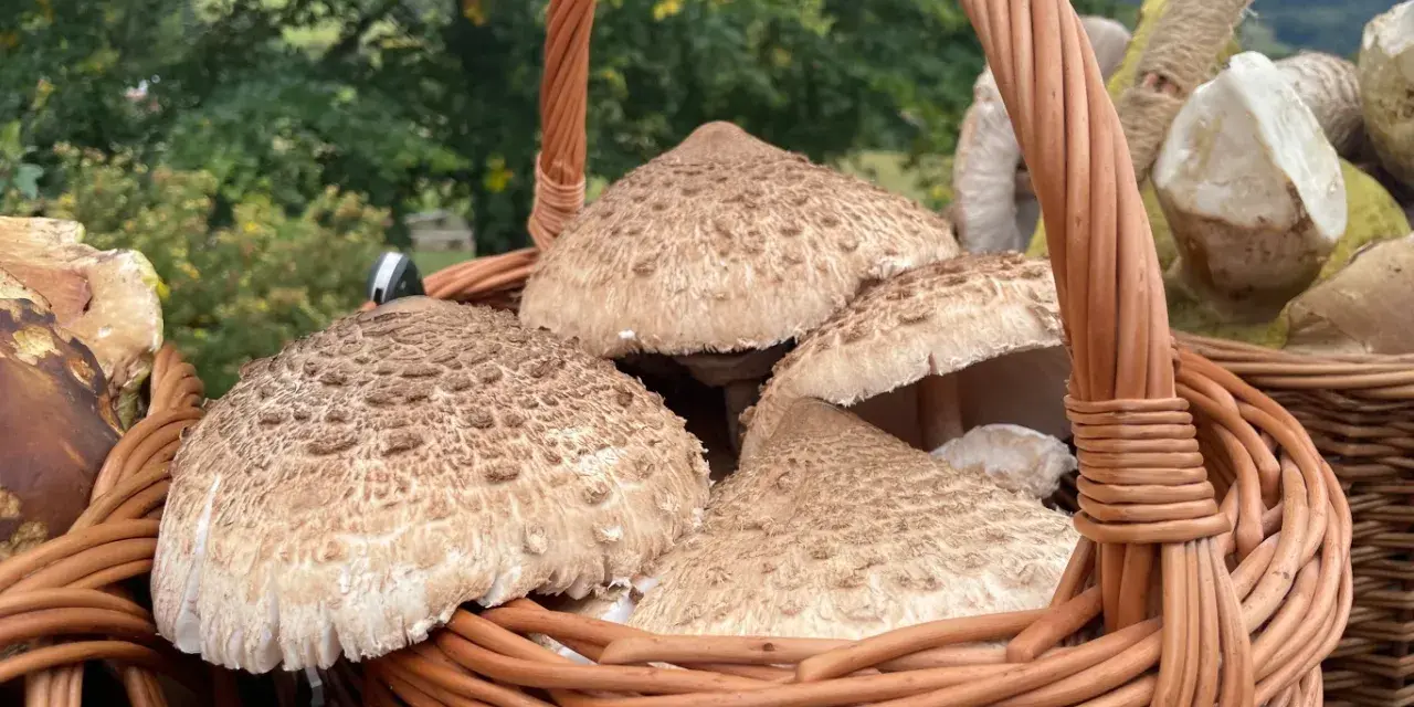 Kosz pełen kani, idealnych do mrożenia na zimę. Grzyby leśne w wiklinowym koszu.