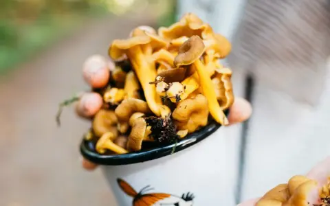 Kubek pełen świeżych kurek, idealnych do przygotowania pysznego dania. Co zrobić z kurek? Smażone z cebulką lub w sosie śmietanowym!