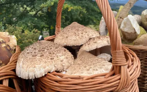 Kosz pełen kani, idealnych do mrożenia na zimę. Grzyby leśne w wiklinowym koszu.